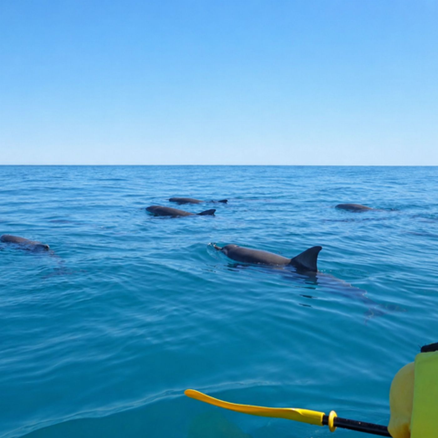 Epic Ocean Adventures Noosa: Epic Dolphin Ocean Kayak Tour & Beach 4X4 Adventure