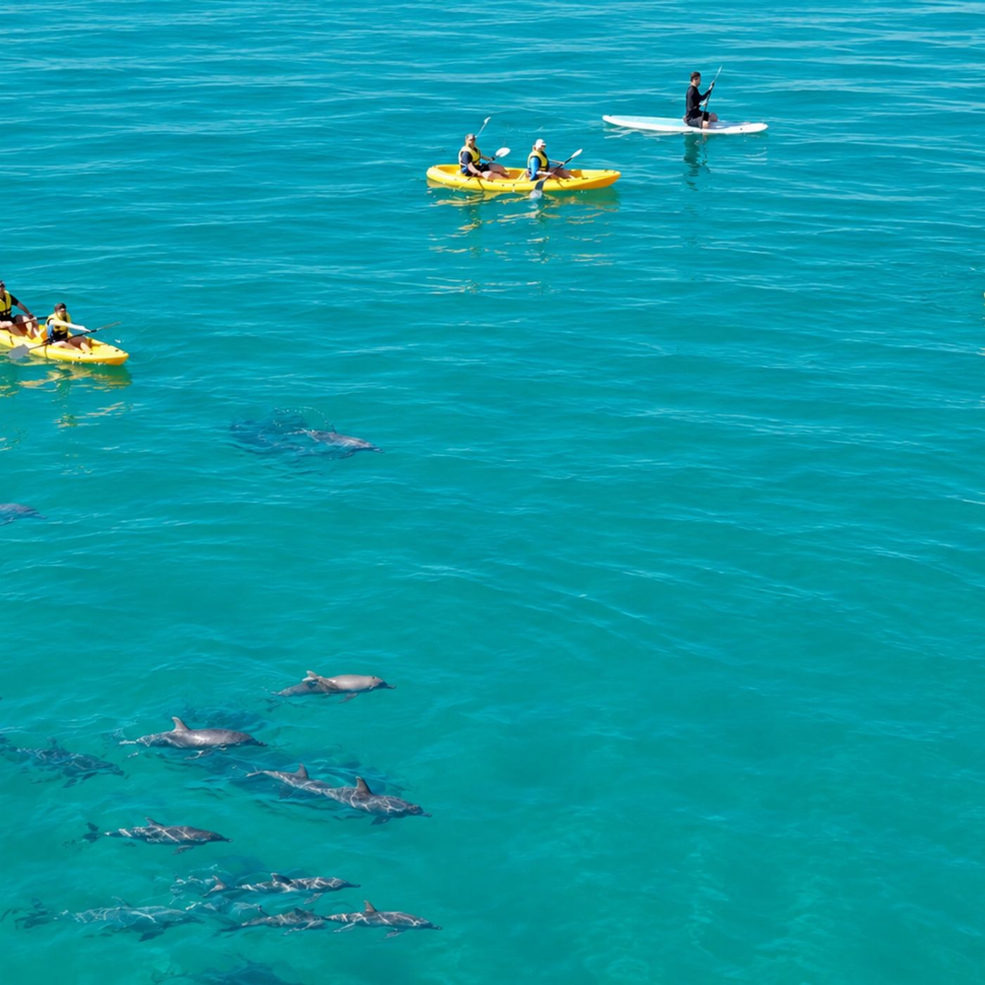 Epic Ocean Adventures Noosa: Epic Dolphin Ocean Kayak Tour & Beach 4X4 Adventure