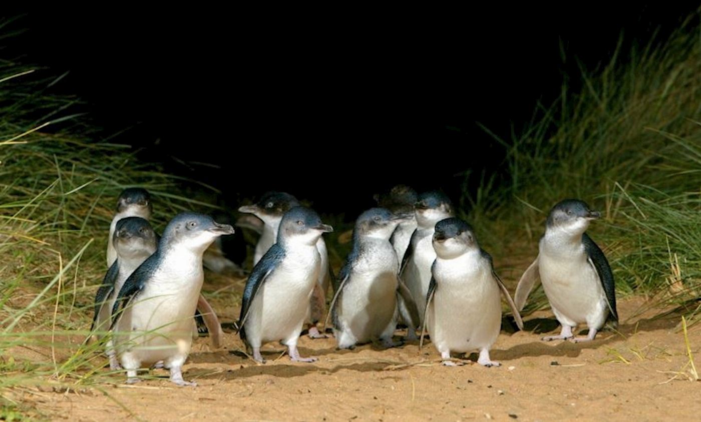 Explore Australia French & Phillip Island Wildlife Expedition