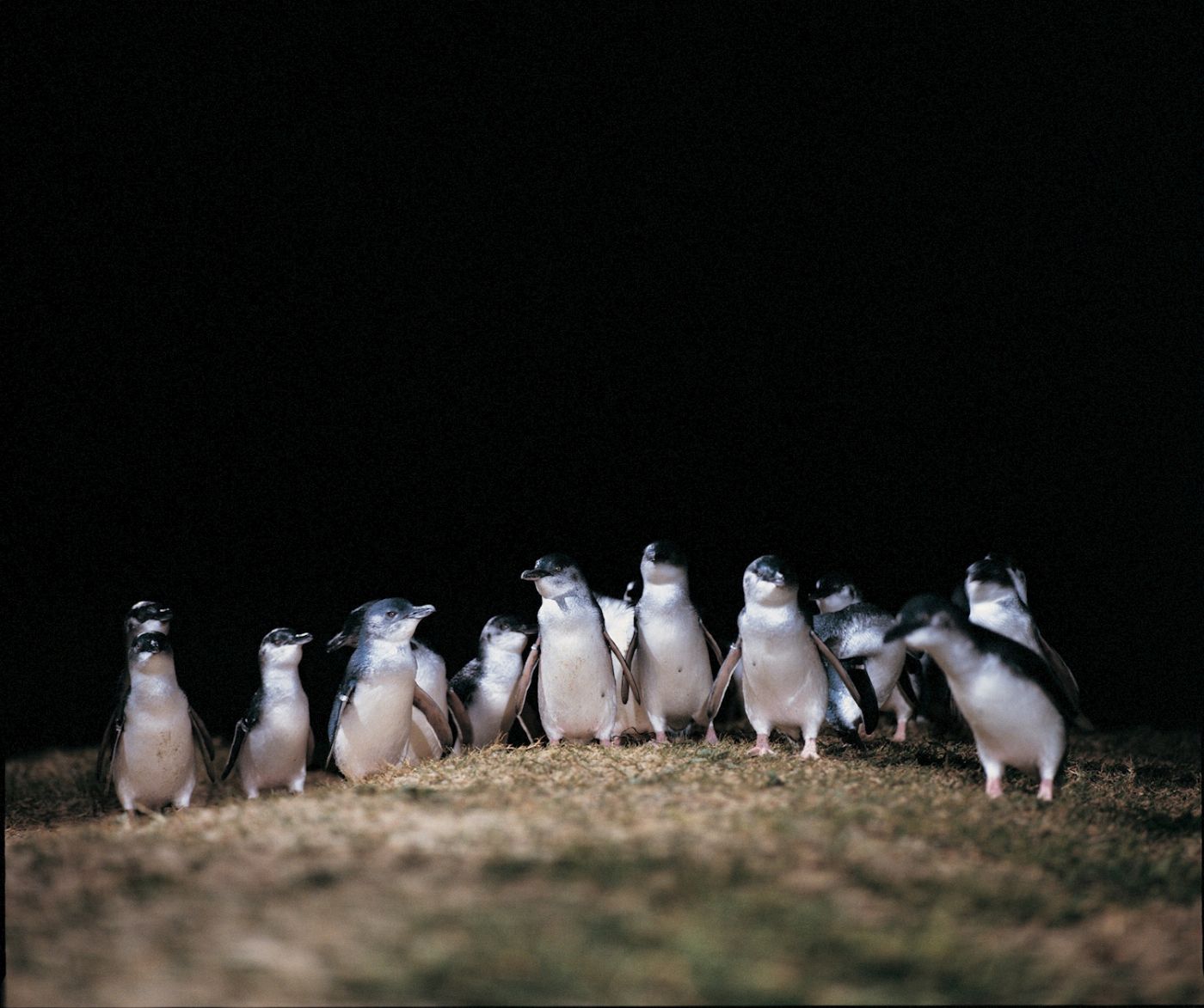 Explore Australia French & Phillip Island Wildlife Expedition