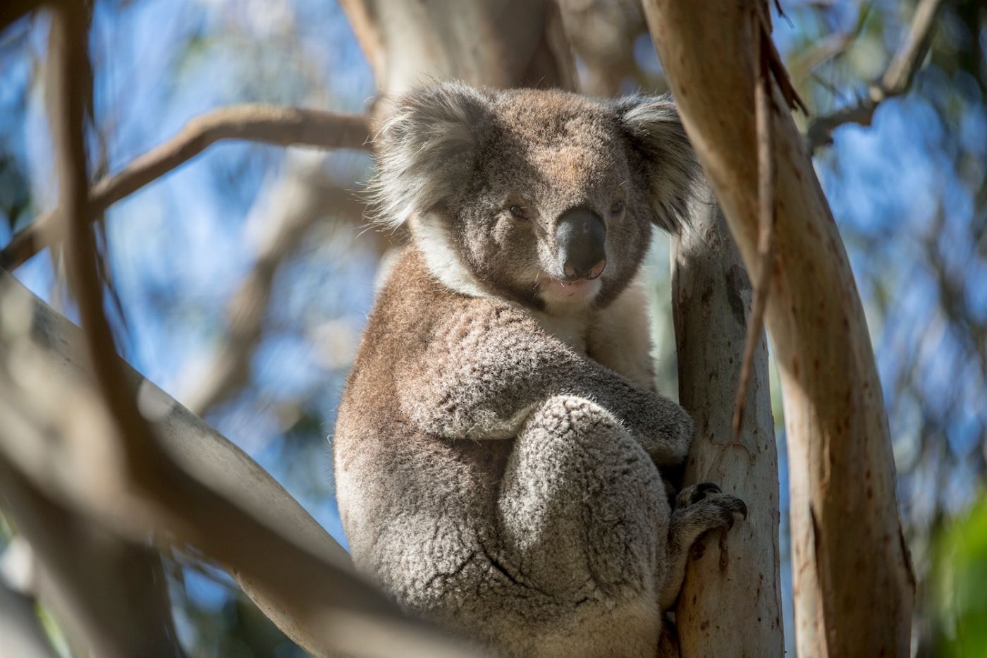 Explore Australia French & Phillip Island Wildlife Expedition