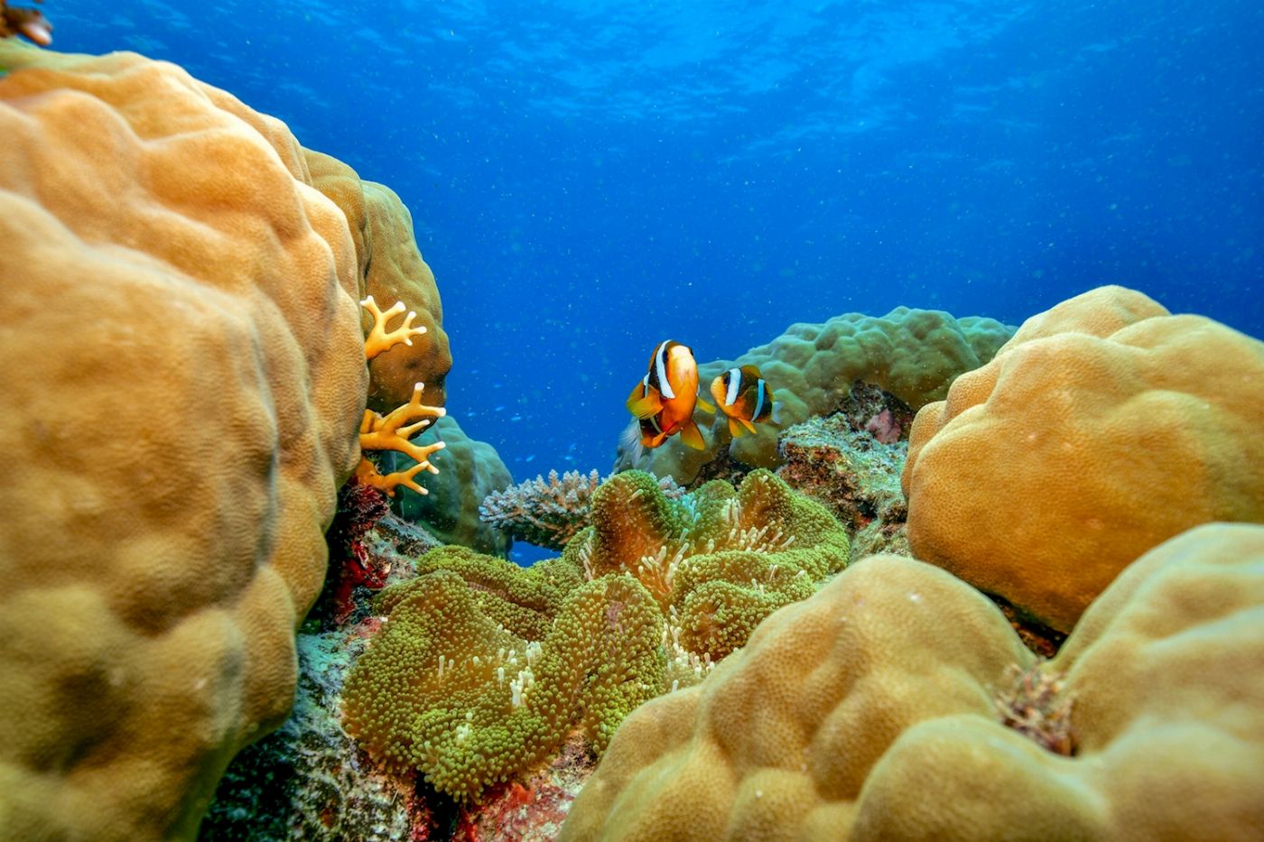 Dreamtime Dive & Snorkel Dreamtime Snorkel