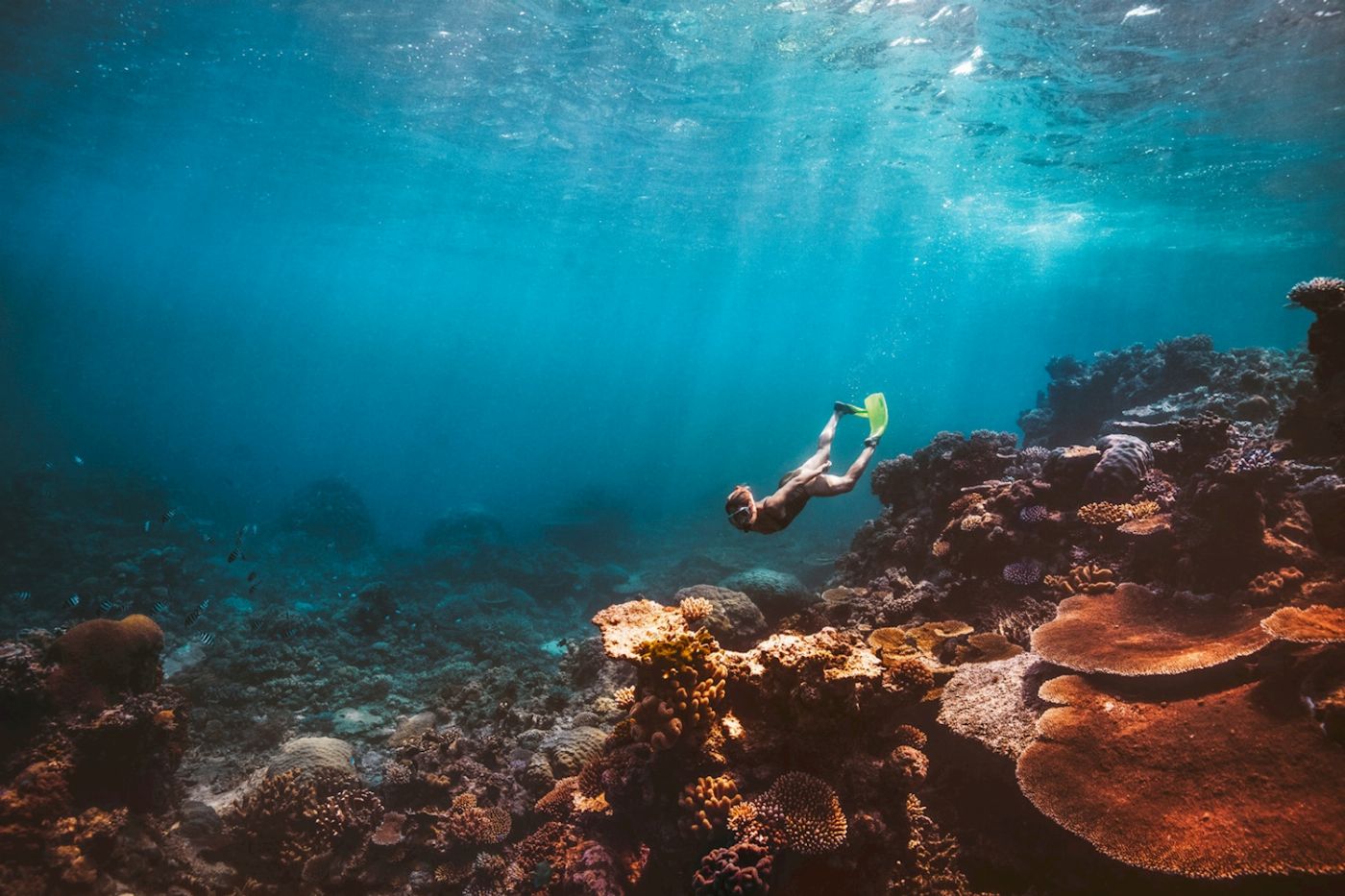 Dreamtime Dive & Snorkel Dreamtime + Intro Dive