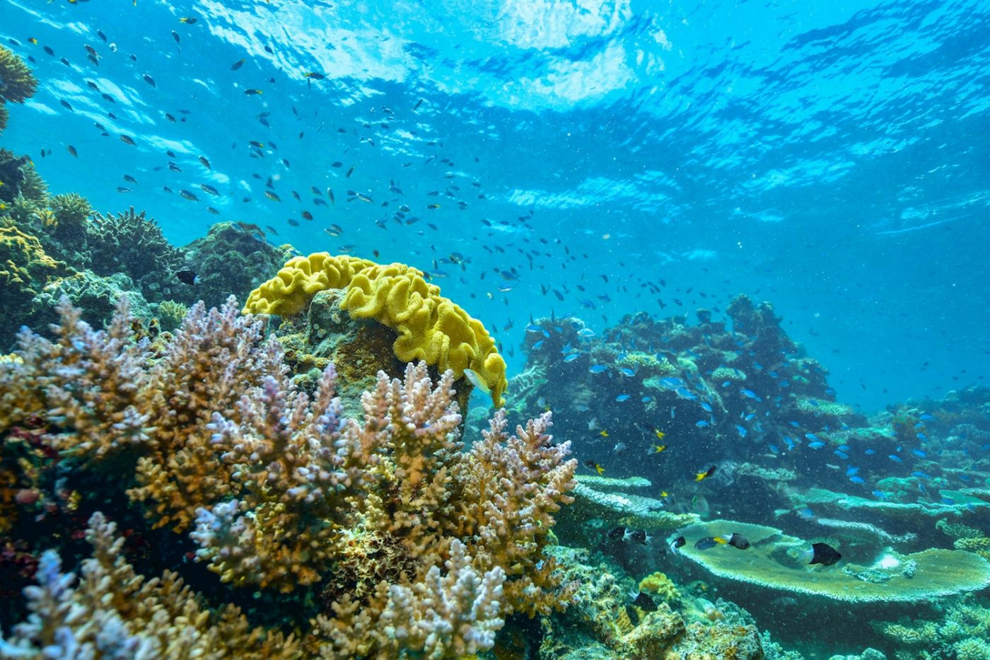 Dreamtime Dive & Snorkel Dreamtime + Intro Dive
