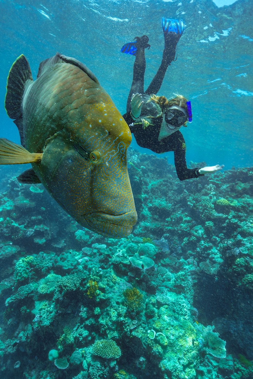 Dreamtime Dive & Snorkel Dreamtime + Cert Dive