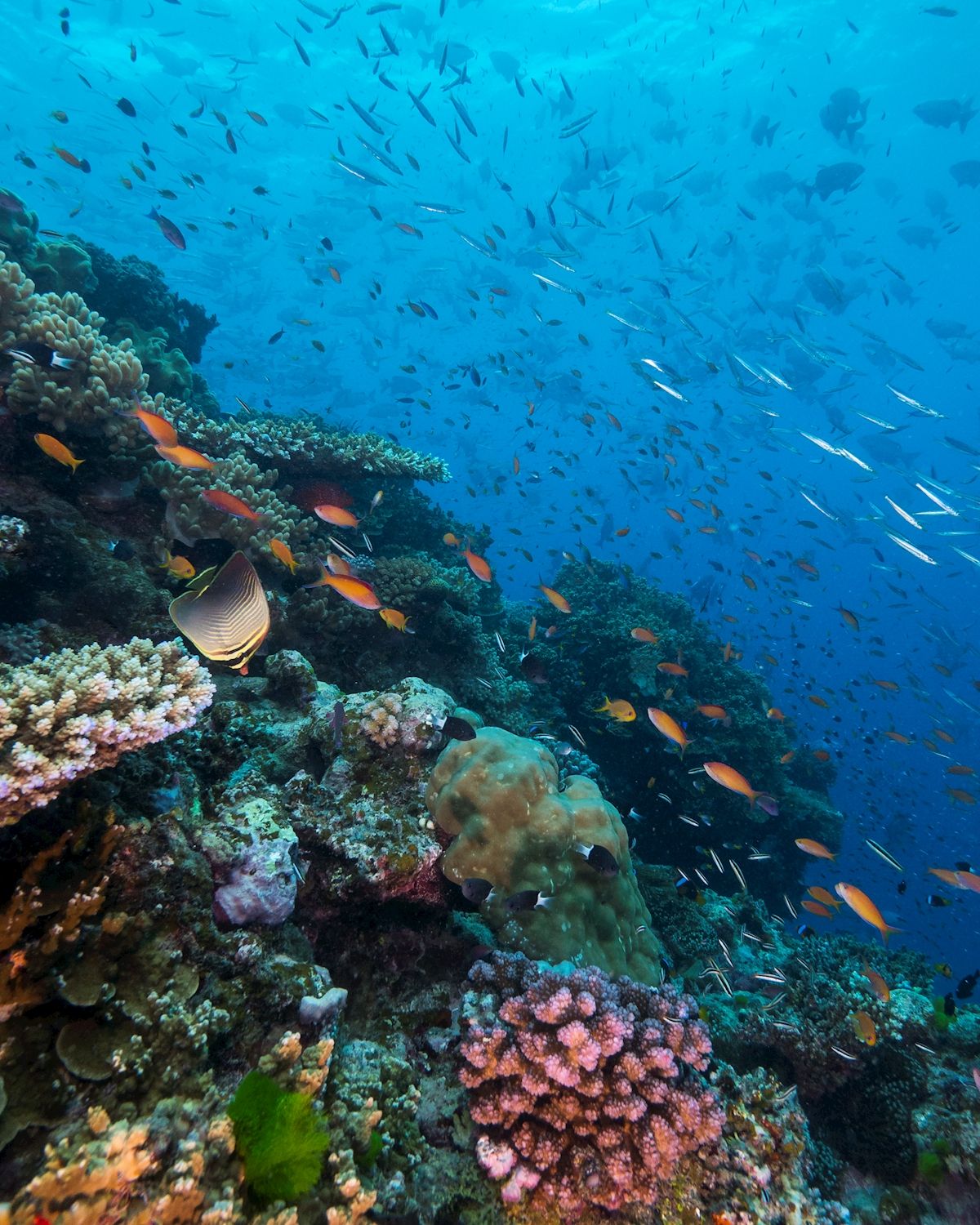 Coral Sea Dreaming Dive & Sail Dive & Snorkel Overnight Adventure