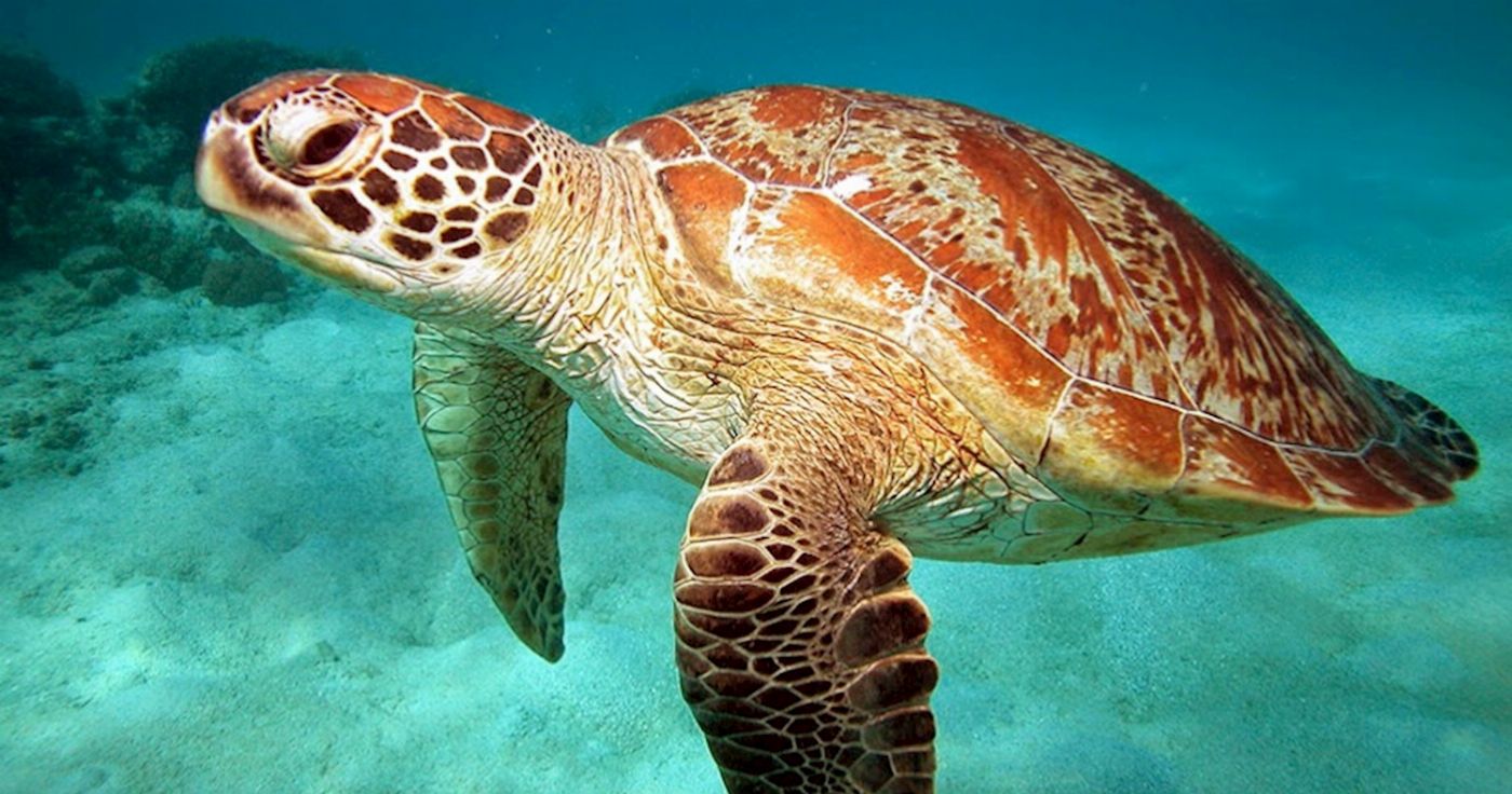 Reef Daytripper Snorkelling & Sailing Adventure (2A2C Family Rate)