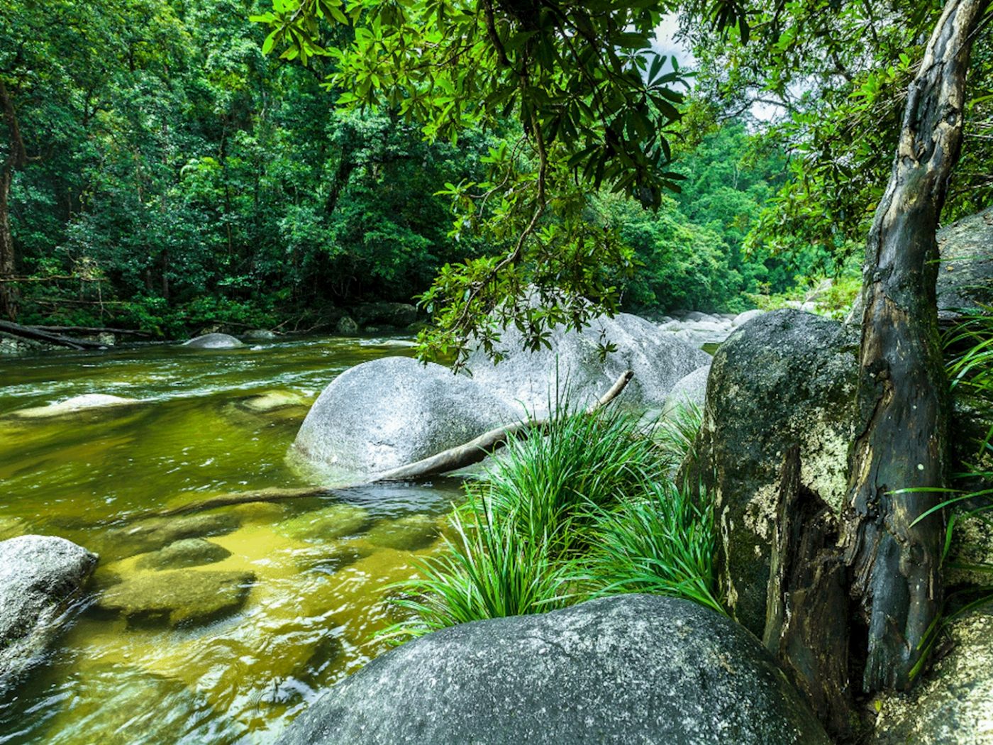 Daintree Discovery Tours Full-Day Daintree Tour