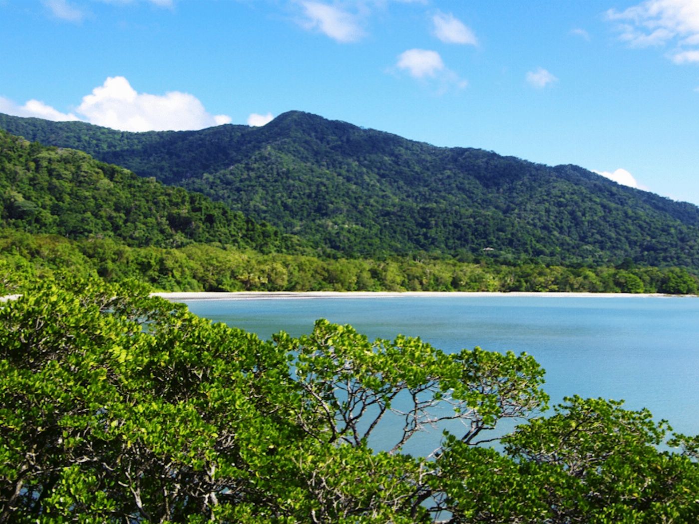 Daintree Discovery Tours Full-Day Daintree Tour