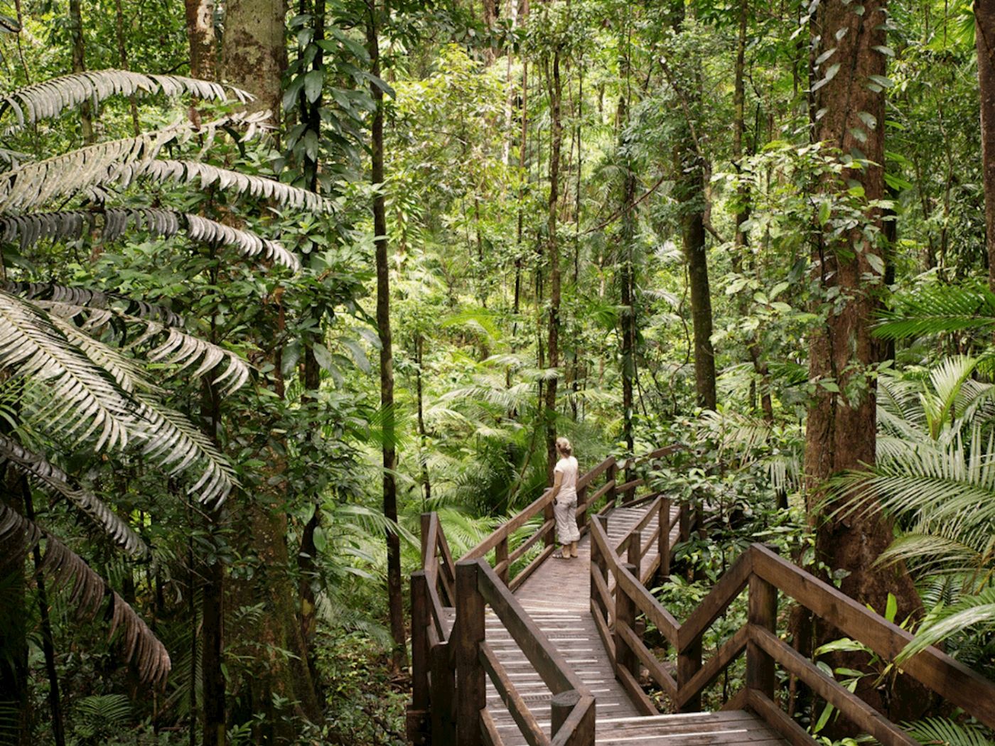 Daintree Discovery Tours Full-Day Daintree Tour