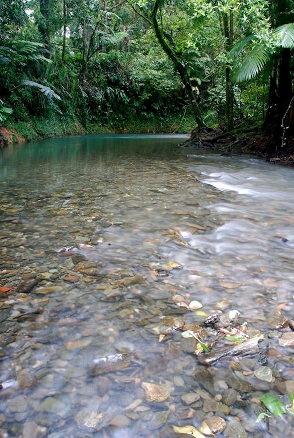Daintree Discovery Tours Full-Day Daintree Tour