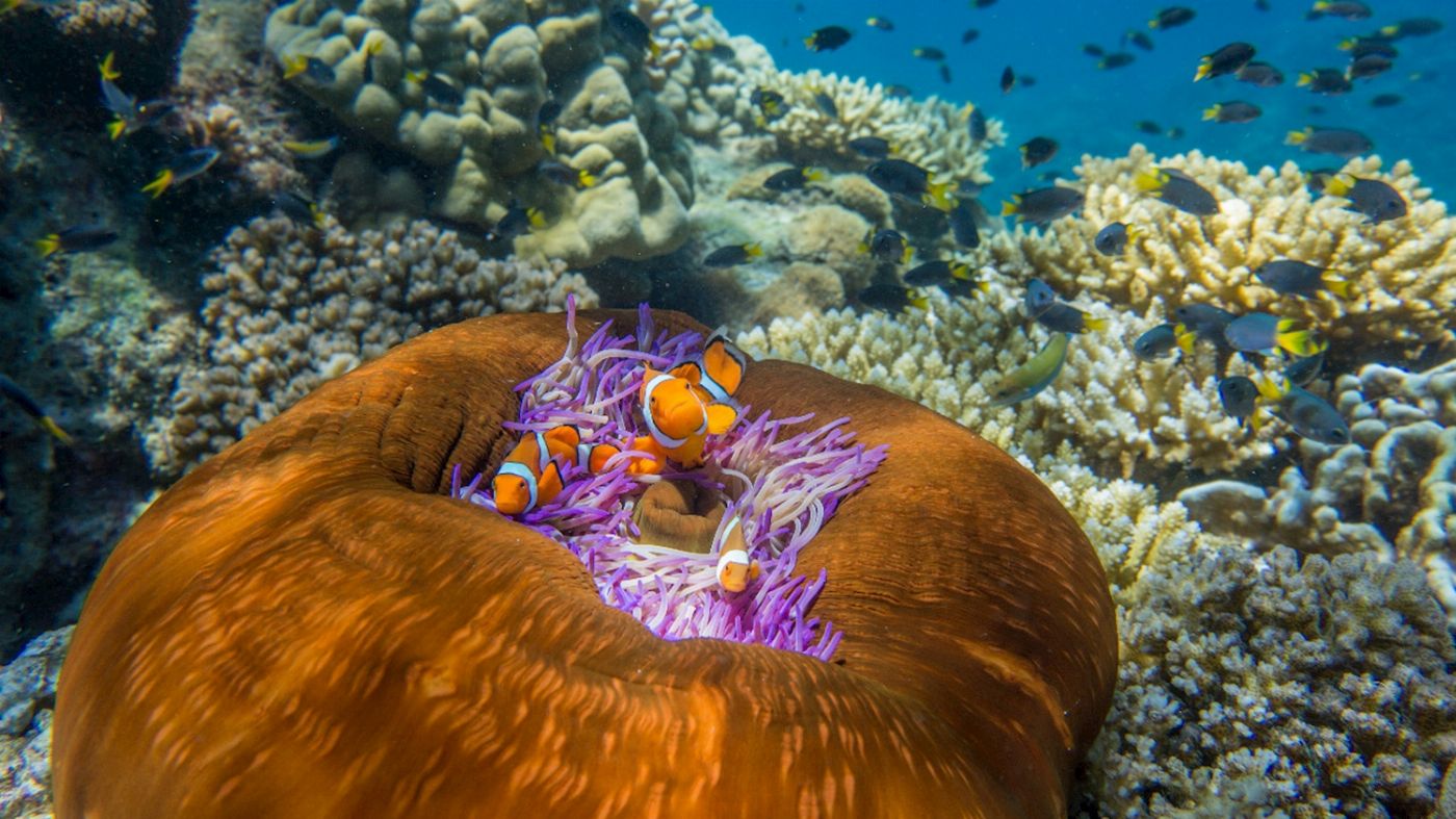 Frankland Islands Frankland Island Snorkeling Tour (Family 2A/2C)
