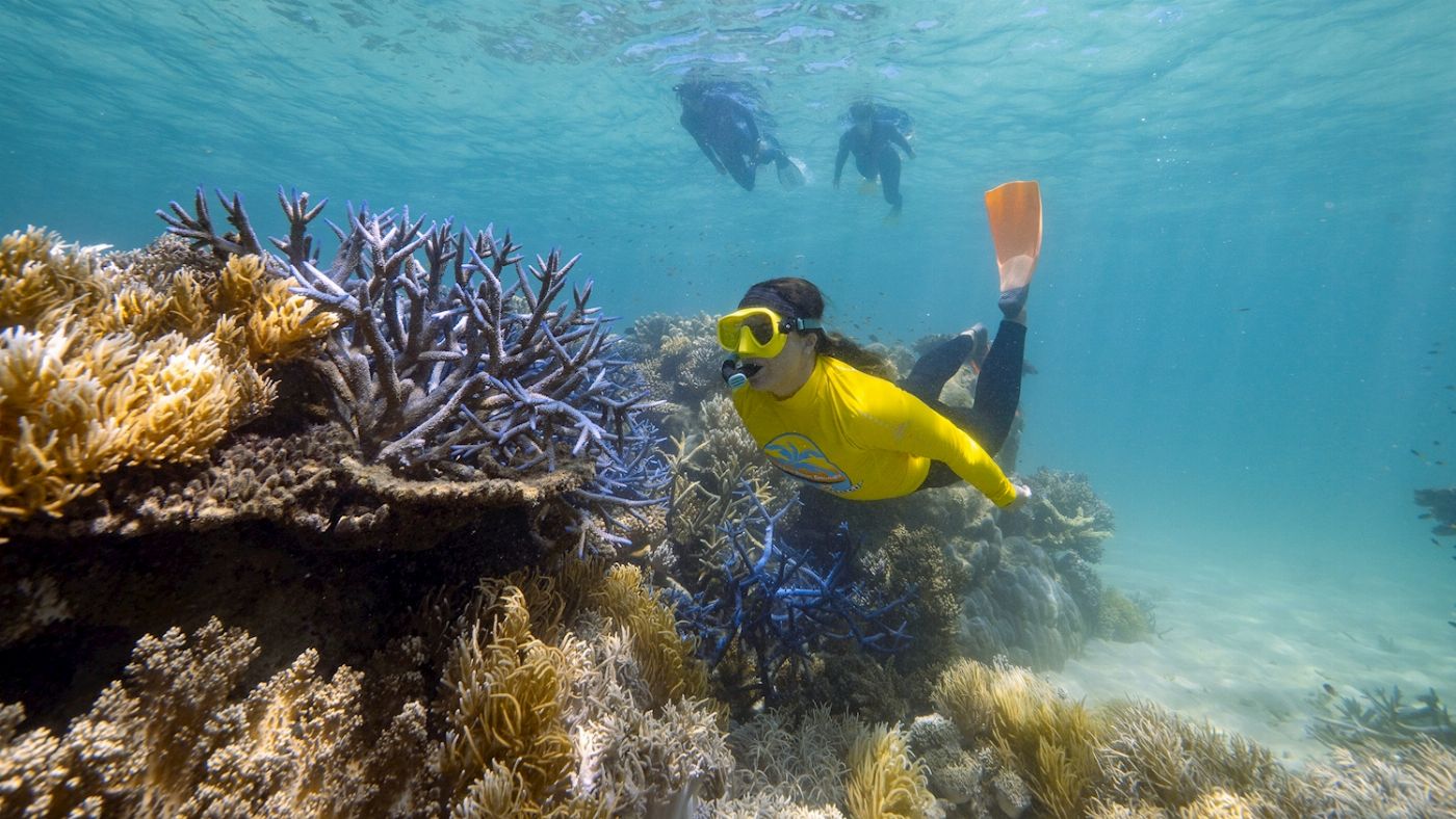 Ocean Safari Great Barrier Reef Snorkel Tour (Afternoon)