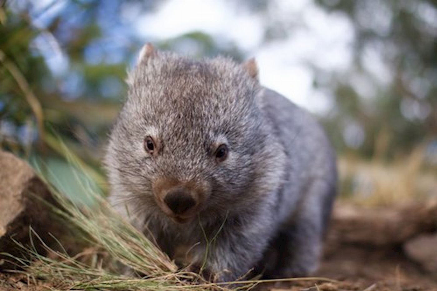 Bonorong Wildlife Sanctuary Single day entry
