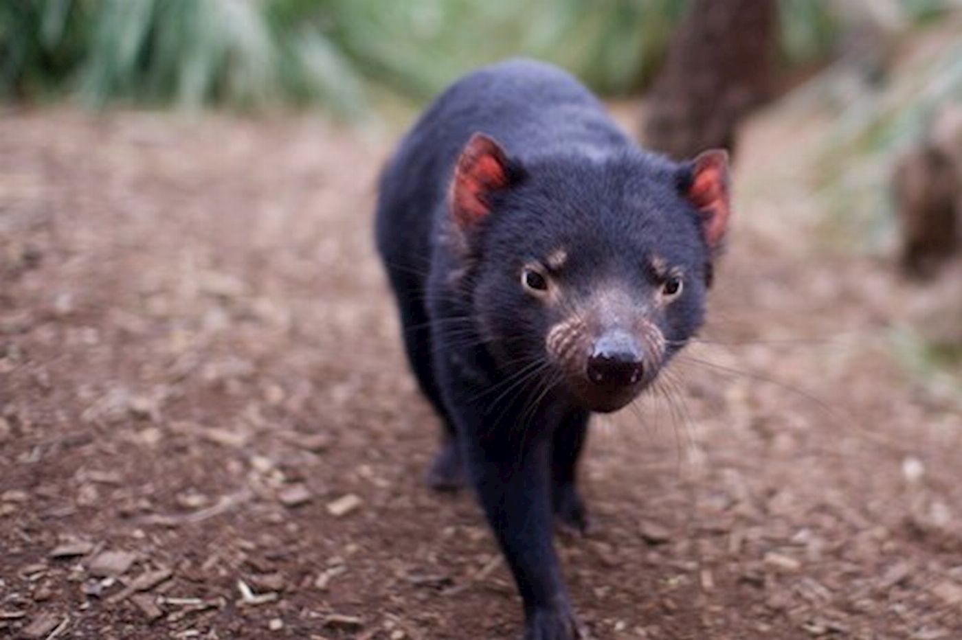 Bonorong Wildlife Sanctuary Single day entry