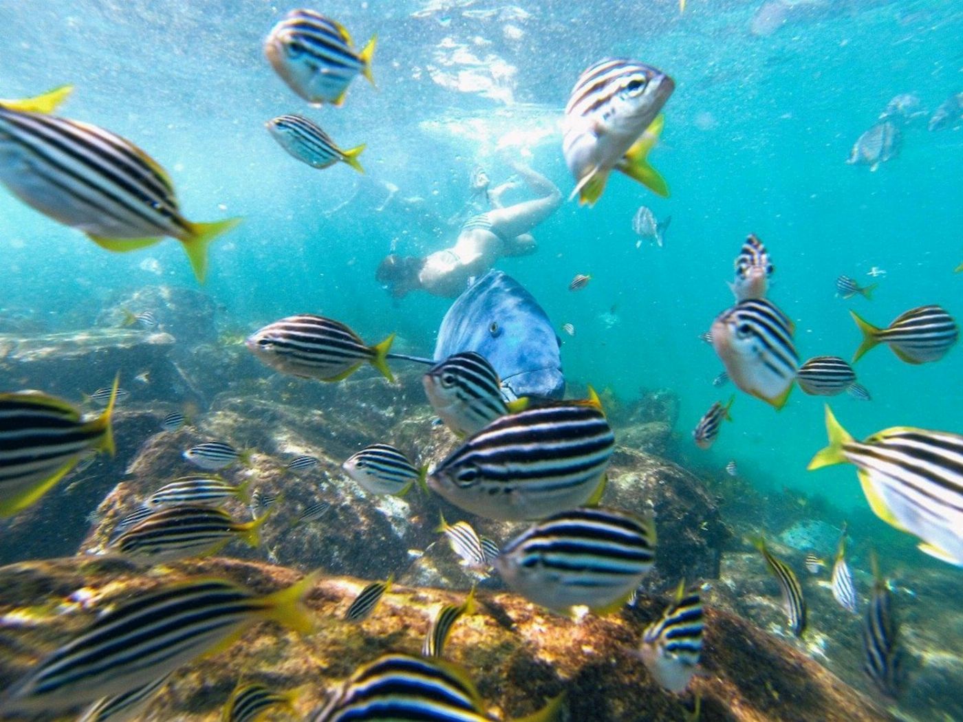 Ecotreasures Manly Snorkel Walk and Talk Tour