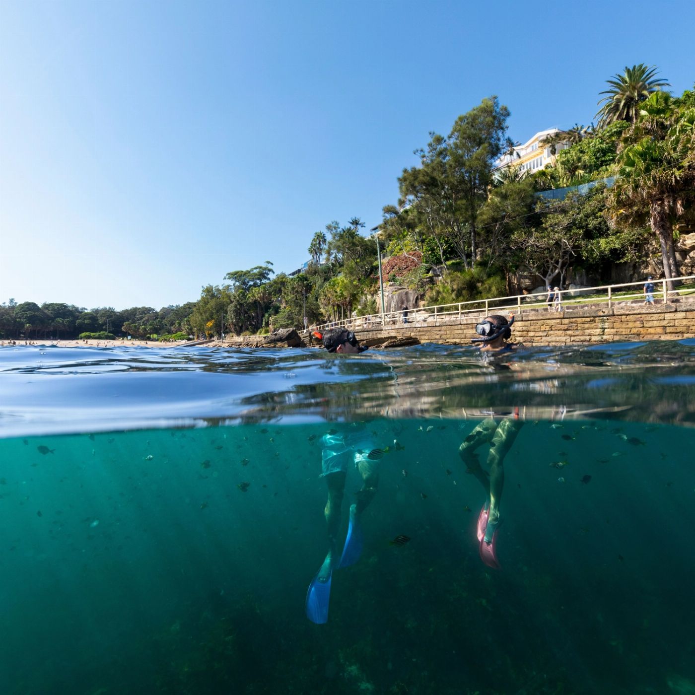 Ecotreasures Manly Snorkel Walk and Talk Tour