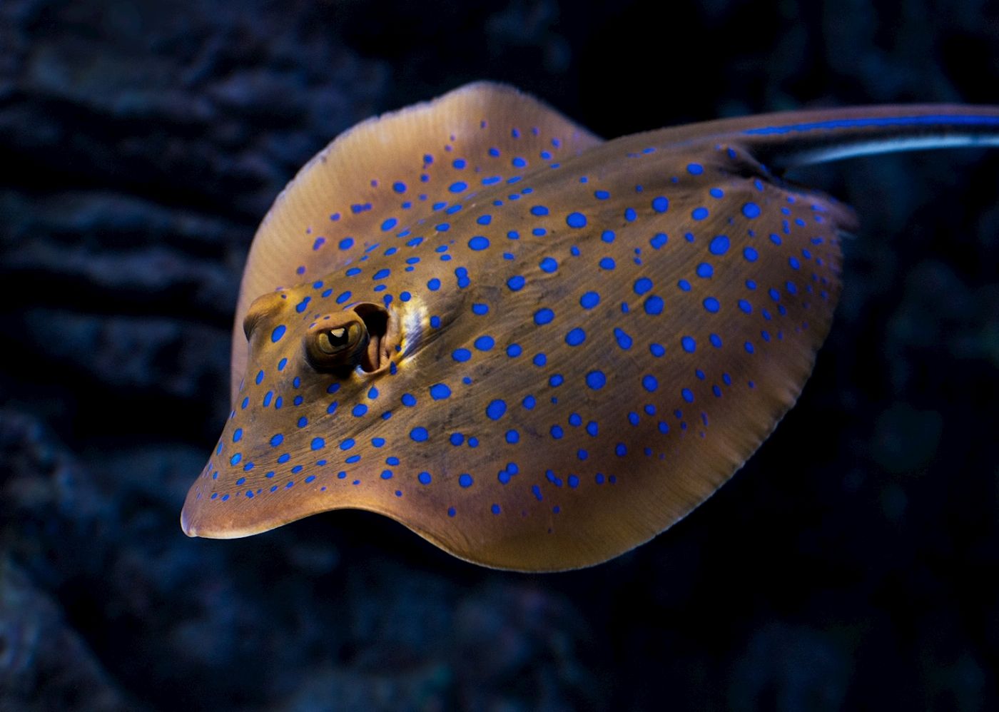 Cairns Aquarium Aquarium by Twilight Tour & 3 Course Dinner