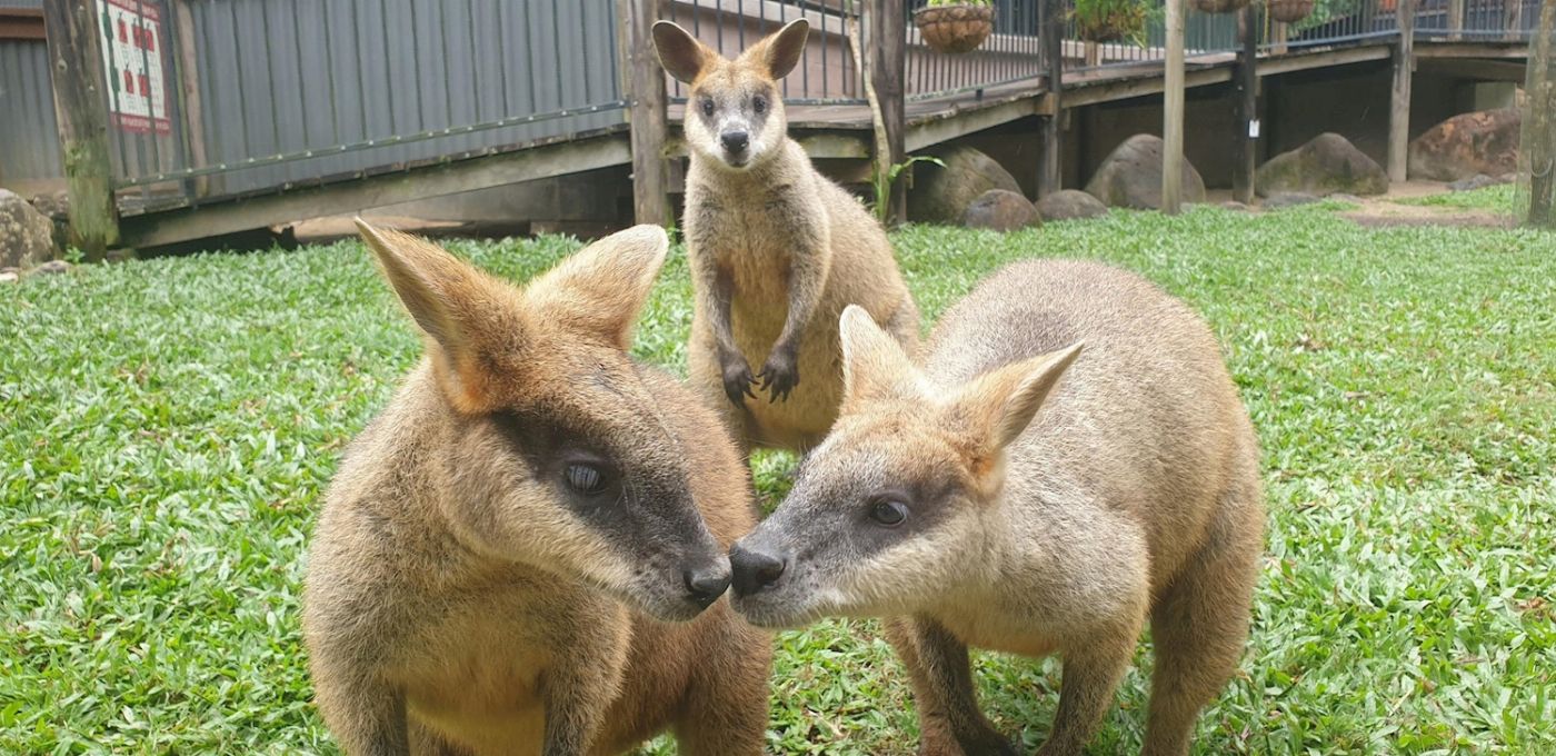 Kuranda Koala Gardens Friends in the Rainforest Package