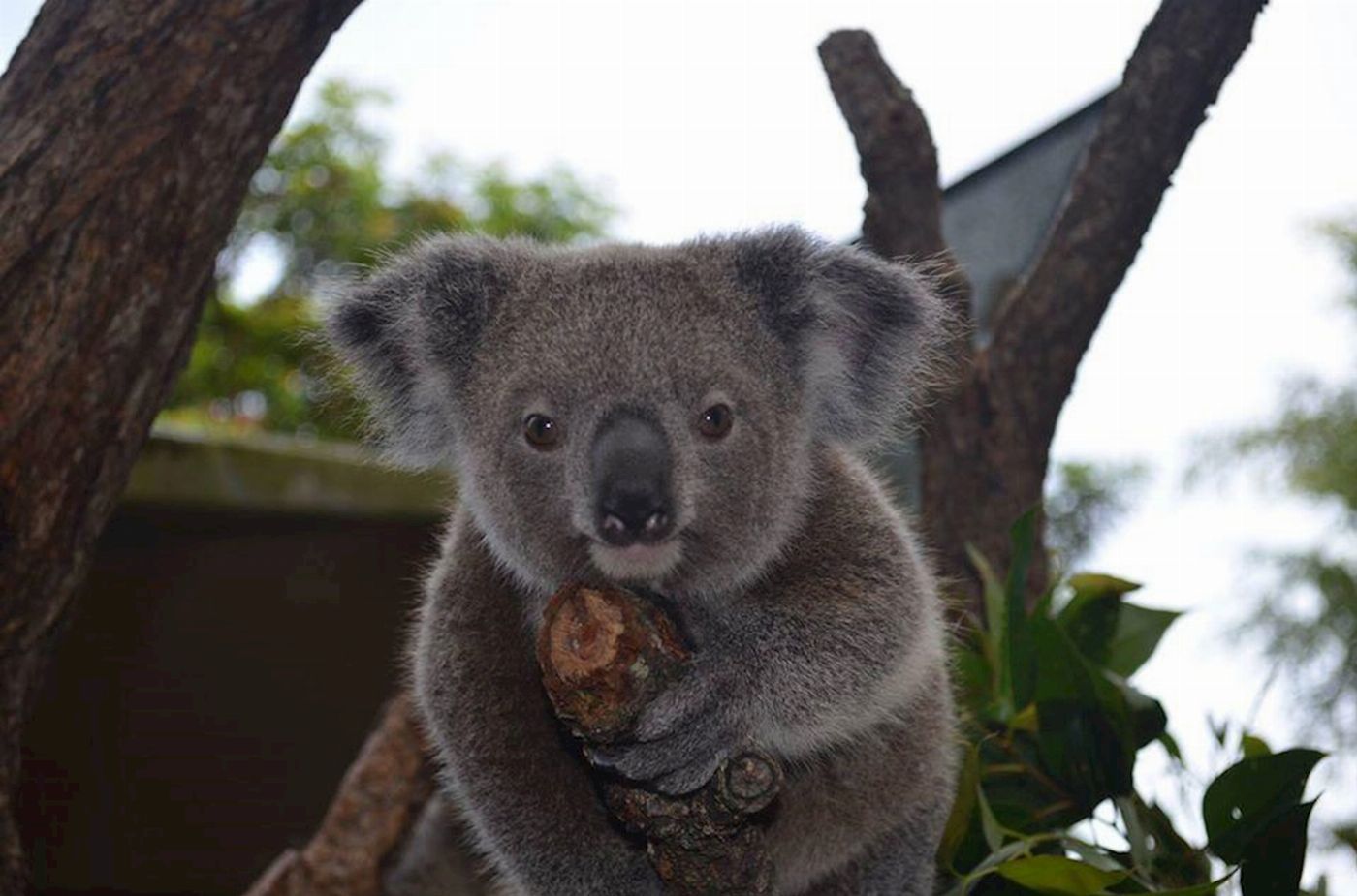 Kuranda Koala Gardens Friends in the Rainforest Package