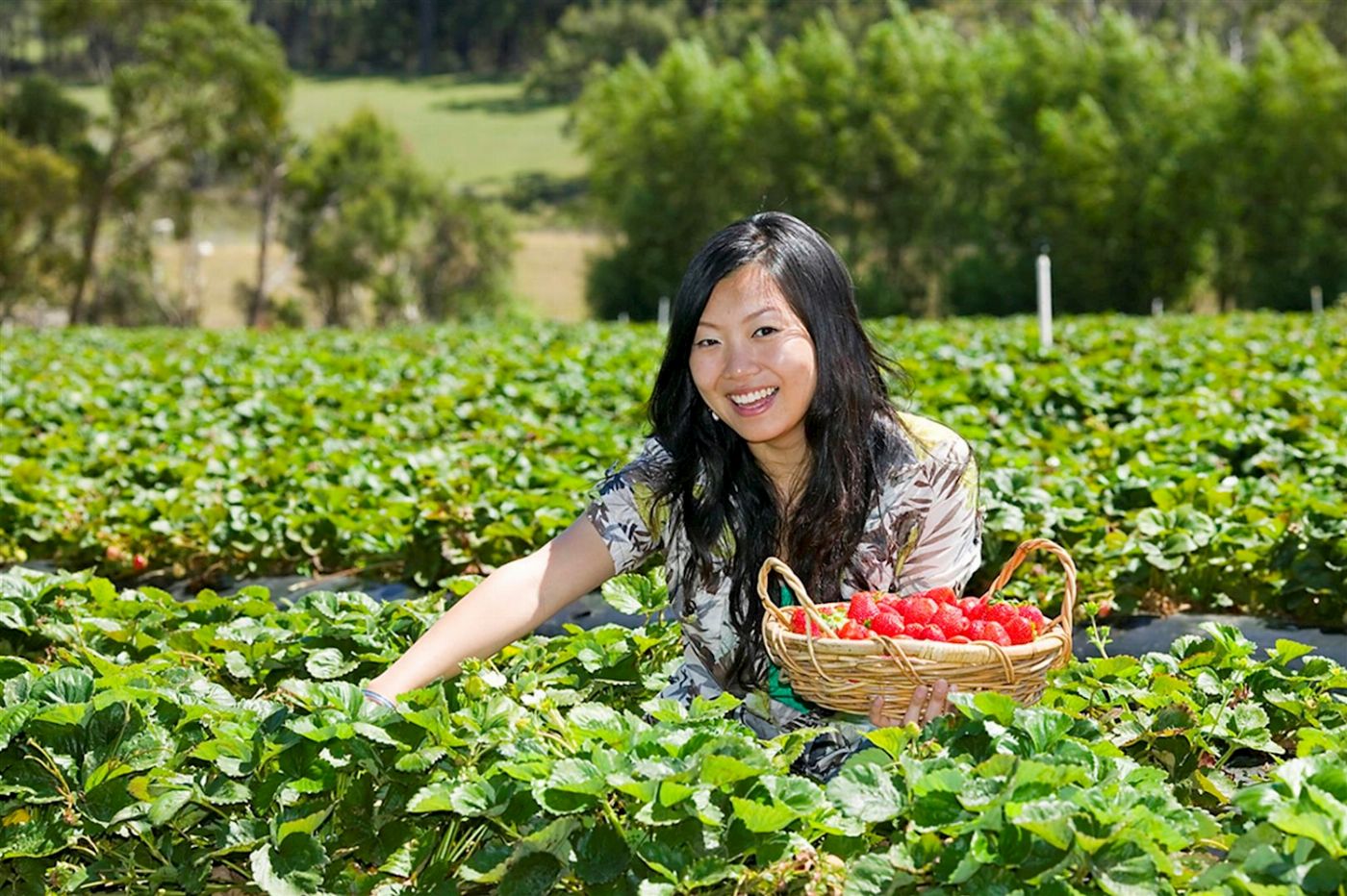 Explore Australia Mornington Peninsula Sightseeing with lunch