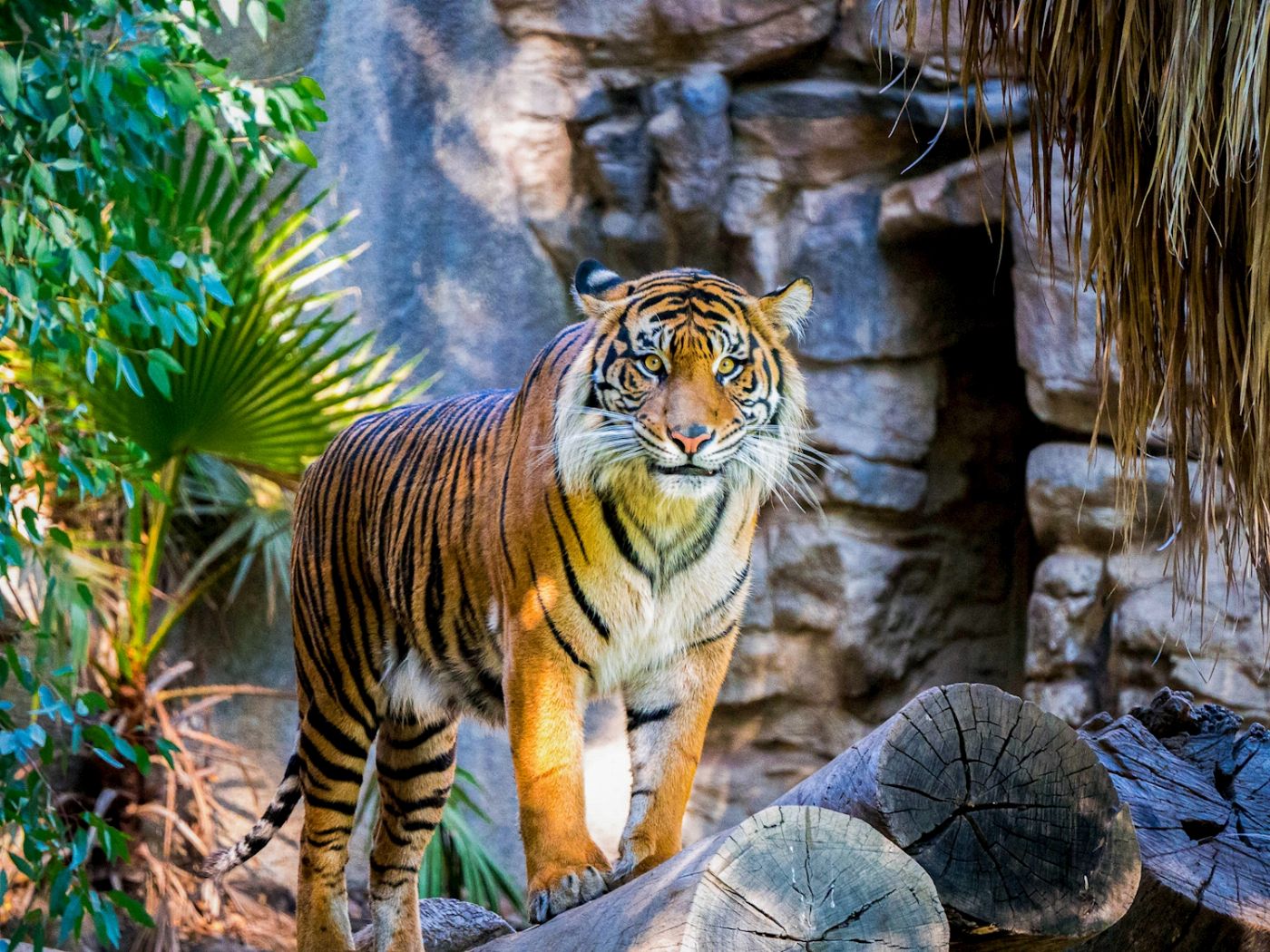 Captain Cook Cruises Sydney: Taronga Zoo + 2-Day Hop On Hop Off Harbour Explorer Pass