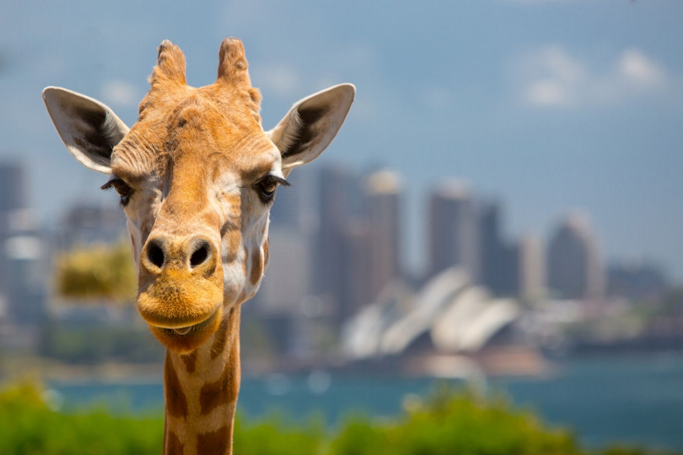 Captain Cook Cruises Sydney: Taronga Zoo + 2-Day Hop On Hop Off Harbour Explorer Pass
