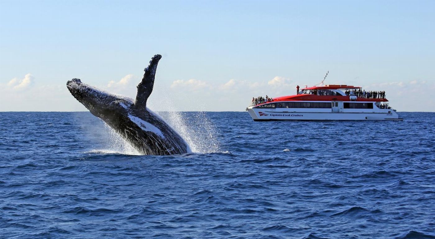Captain Cook Cruises Sydney: Whale Watching Cruise - Morning