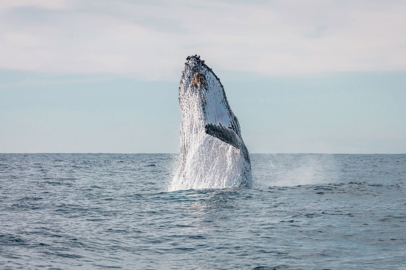 Captain Cook Cruises Sydney: Whale Watching Cruise - Morning