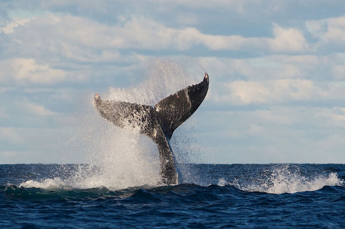 Captain Cook Cruises Sydney: Whale Watching & Harbour Explorer (2-Day Combo)