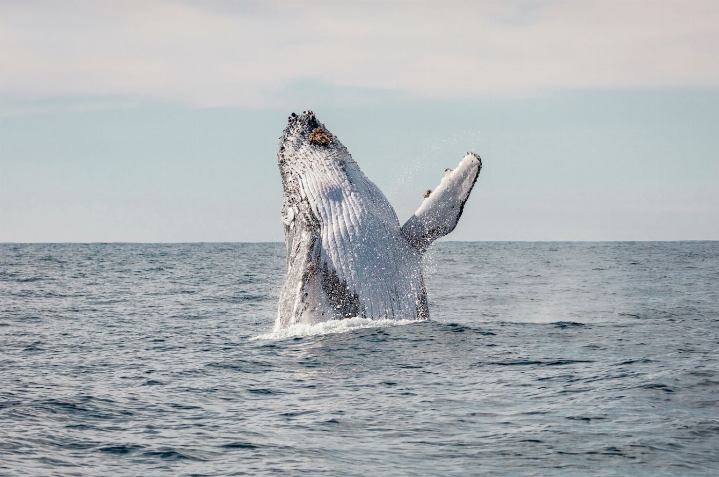 Captain Cook Cruises Sydney: Whale Watching & Harbour Explorer (2-Day Combo)
