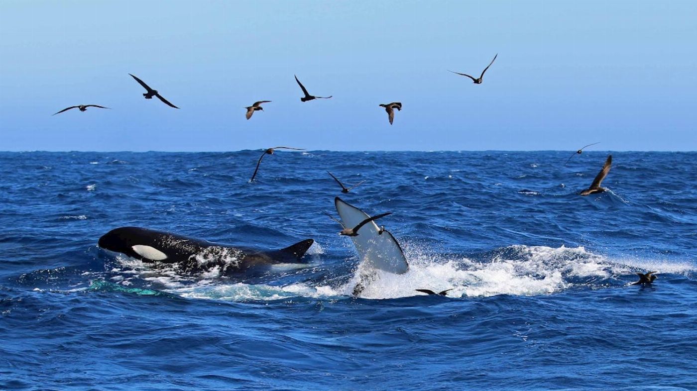 Naturaliste Charters Bremer Canyon Killer Whale (Orca) Expediton