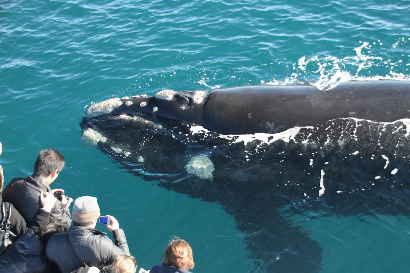 Naturaliste Charters Augusta Whale Watching Eco Tour