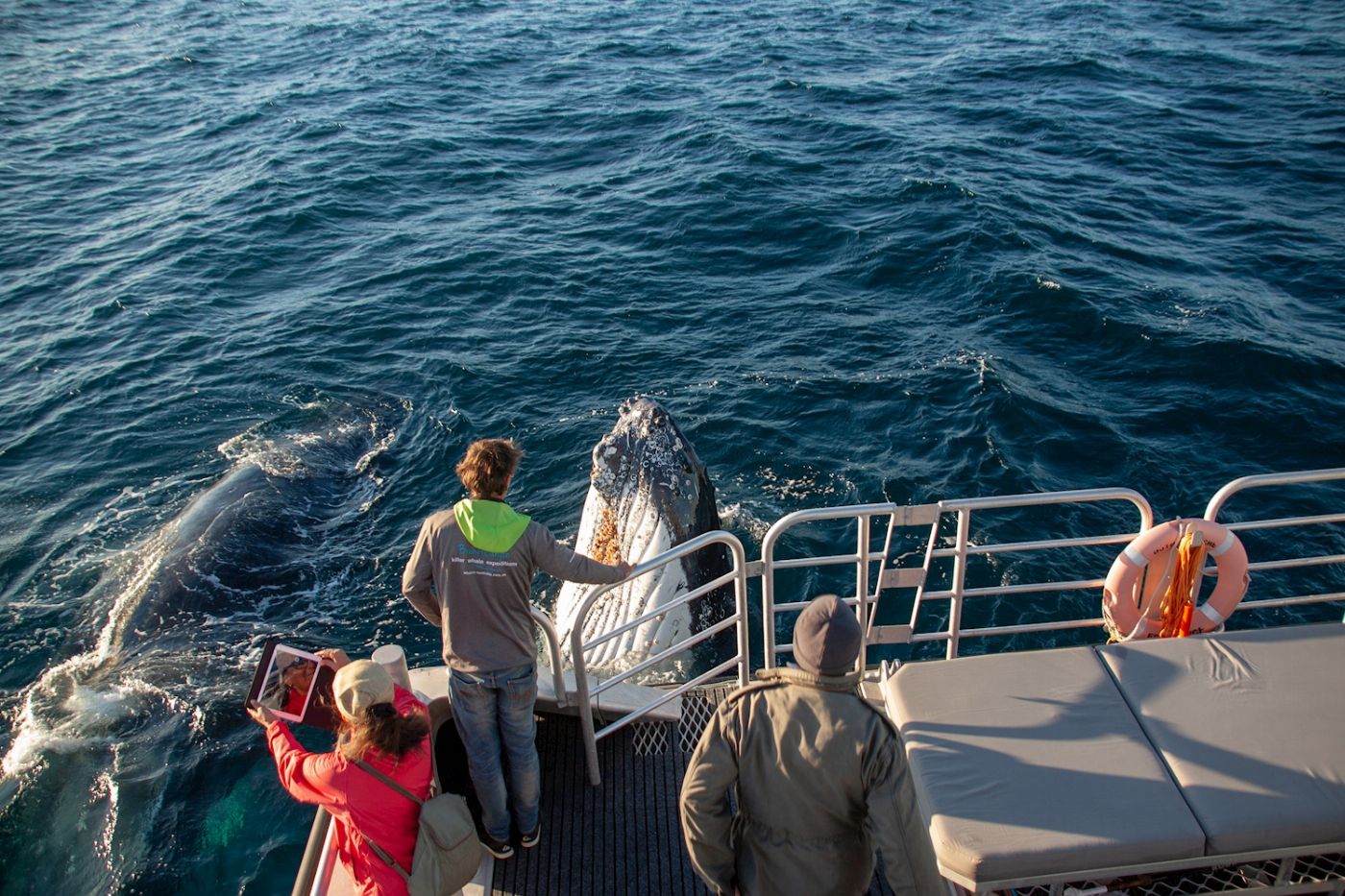 Naturaliste Charters Augusta Whale Watching Eco Tour