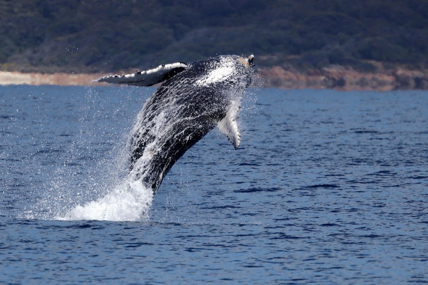 Naturaliste Charters Augusta Whale Watching Eco Tour