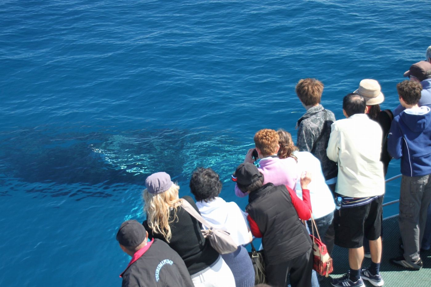 Naturaliste Charters Augusta Whale Watching Eco Tour