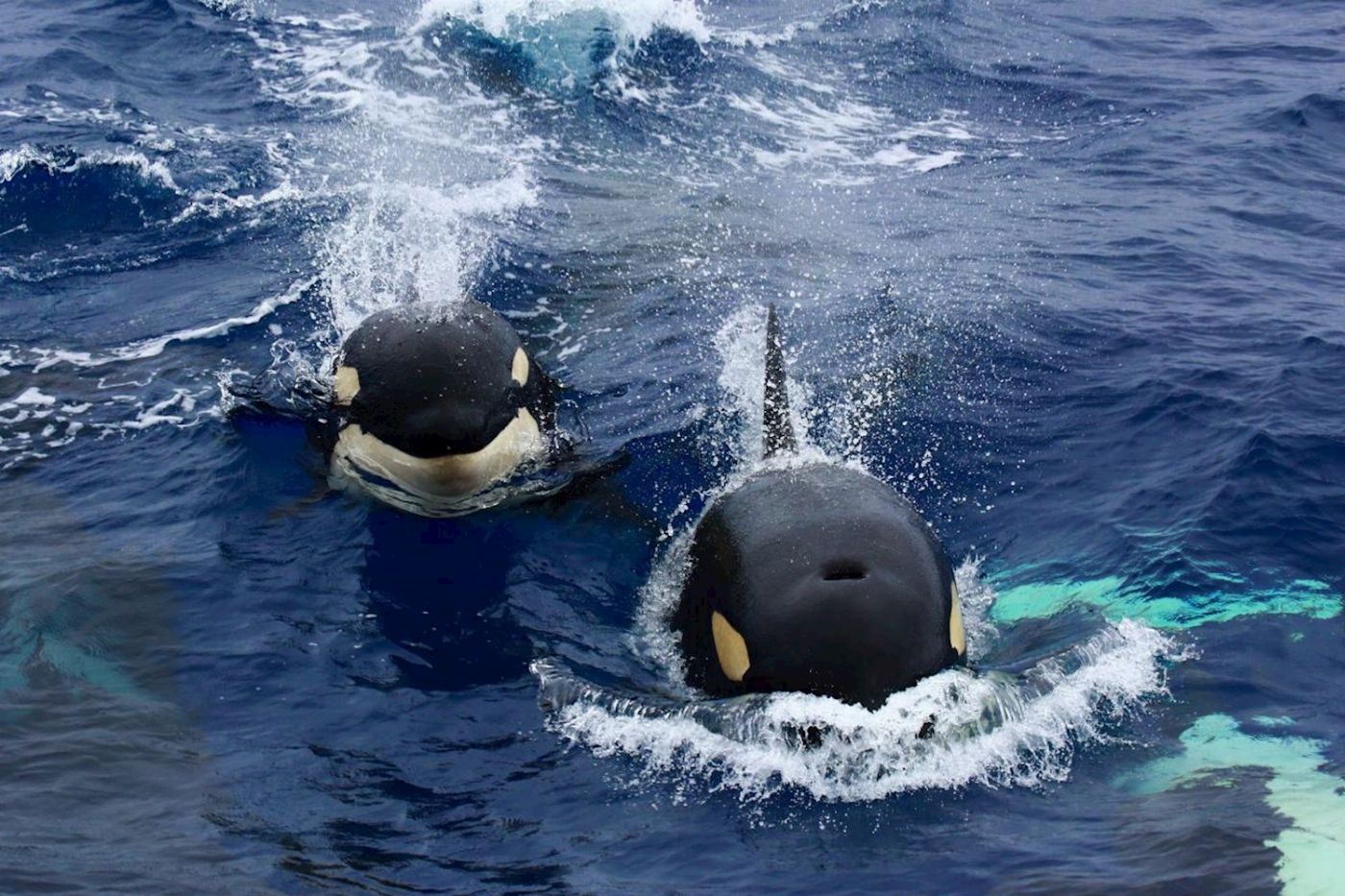Naturaliste Charters Dunsborough Whale Watching Eco Tours