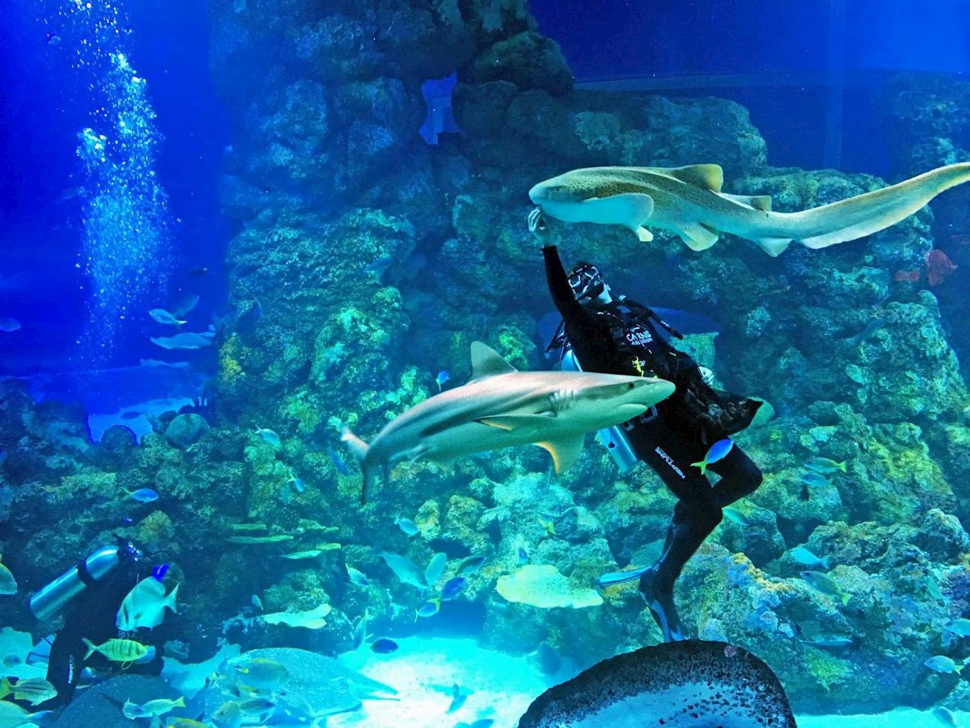 Cairns Aquarium Marine Life Encounter