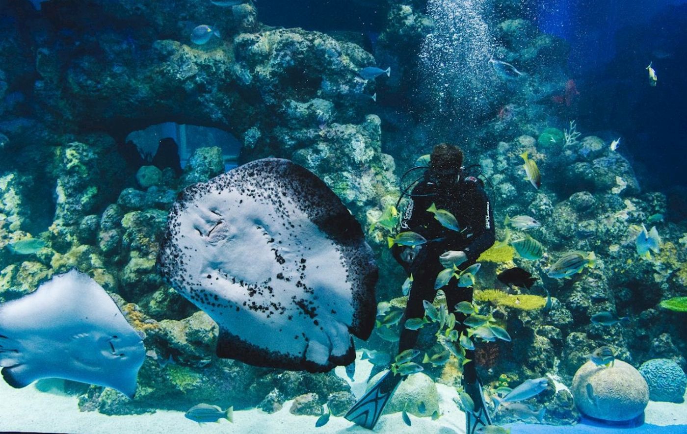 Cairns Aquarium Marine Life Encounter