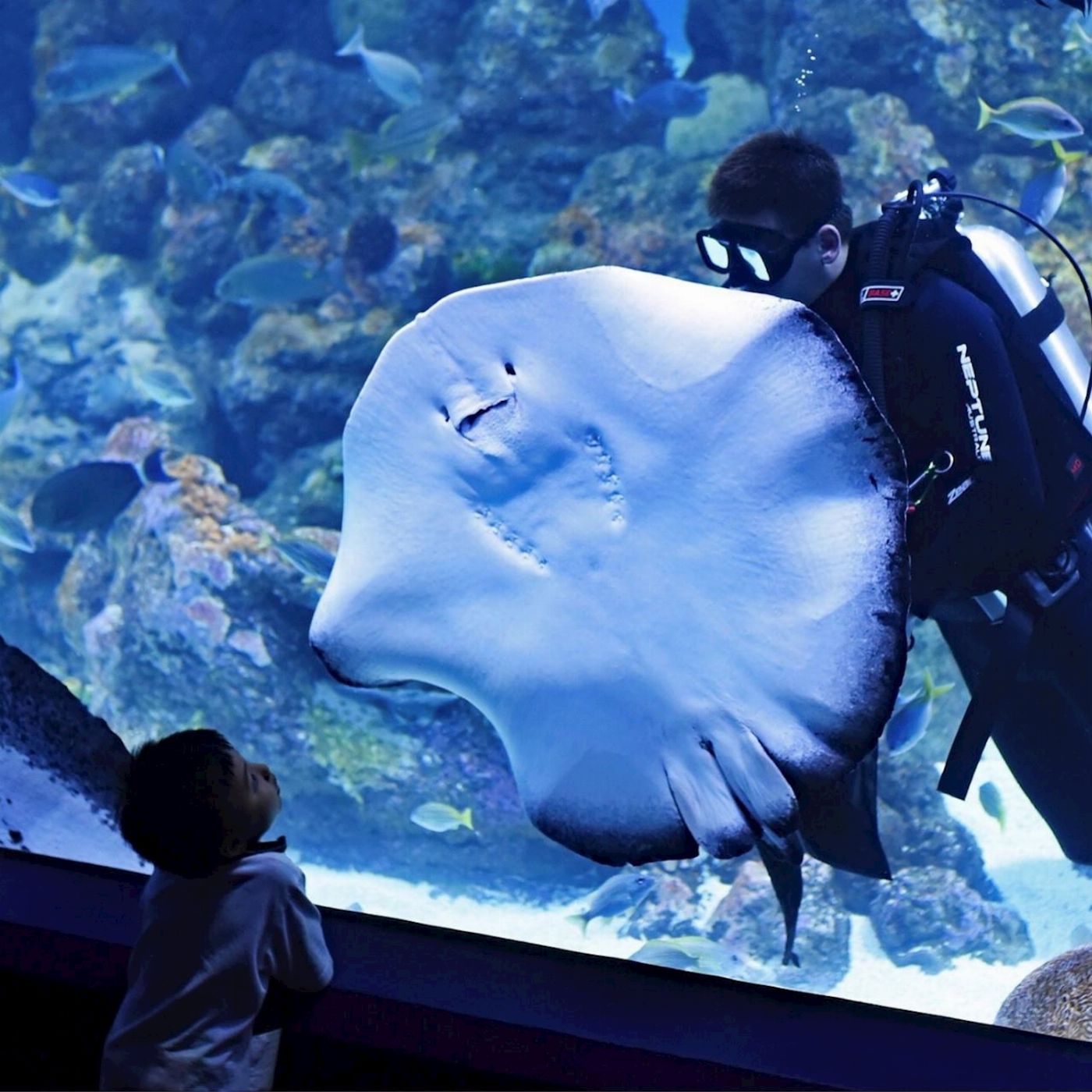 Cairns Aquarium Marine Life Encounter