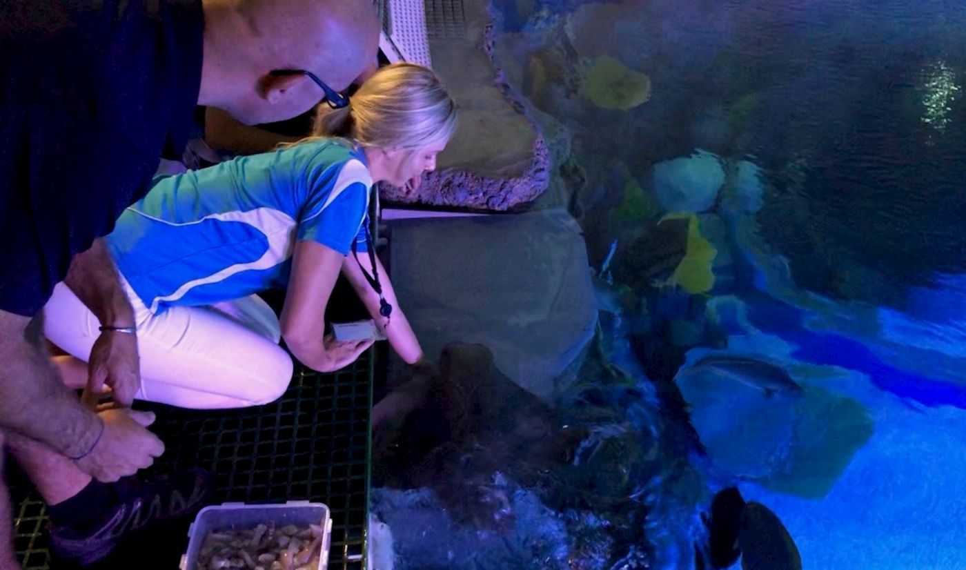 Cairns Aquarium Marine Life Encounter