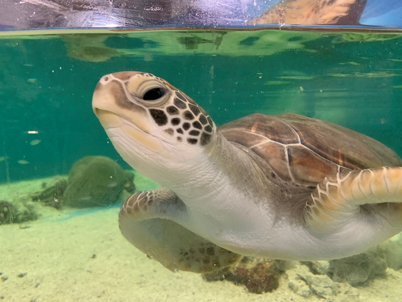 Cairns Aquarium Marine Life Encounter