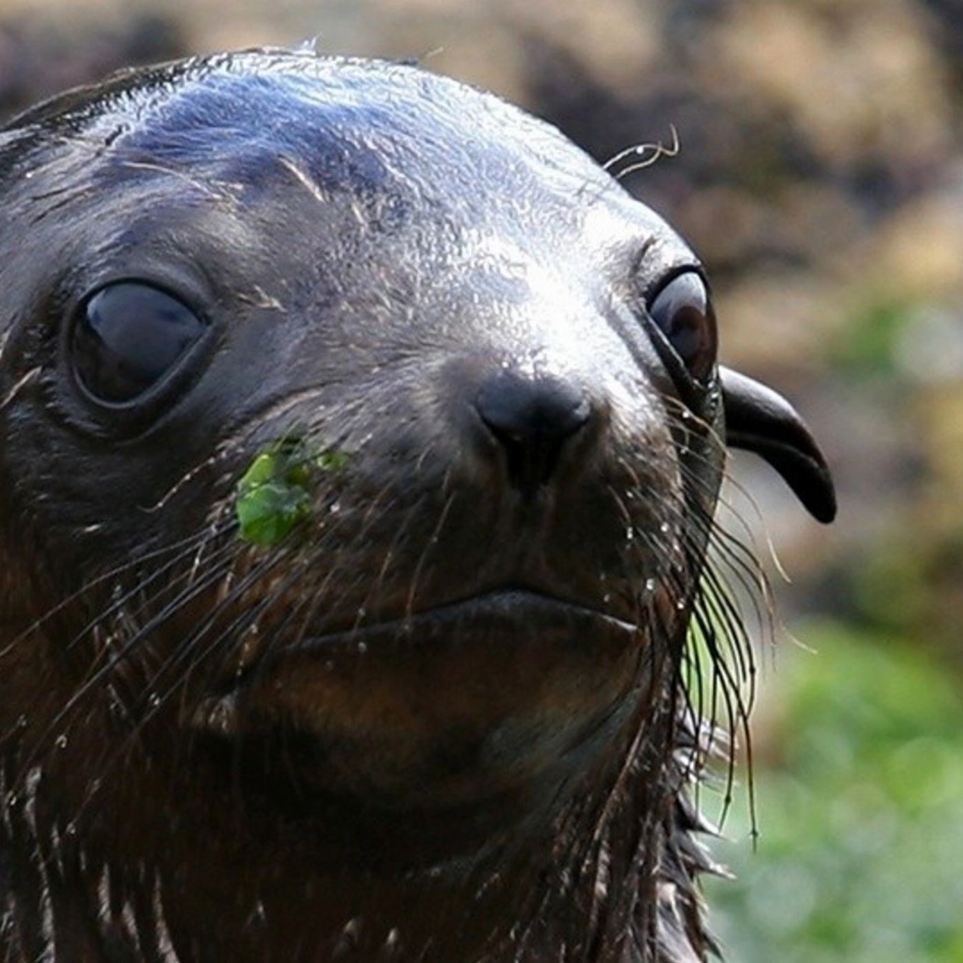 Wildlife Coast Cruises Phillip Island Seal Cruise