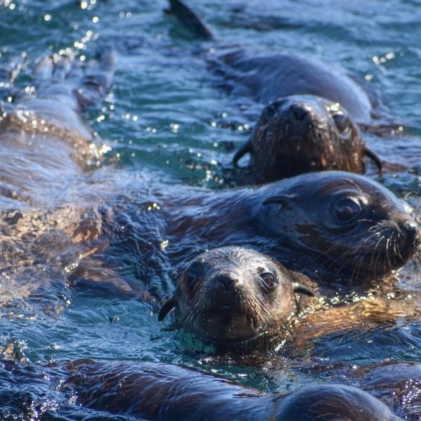 Wildlife Coast Cruises Phillip Island Seal Cruise