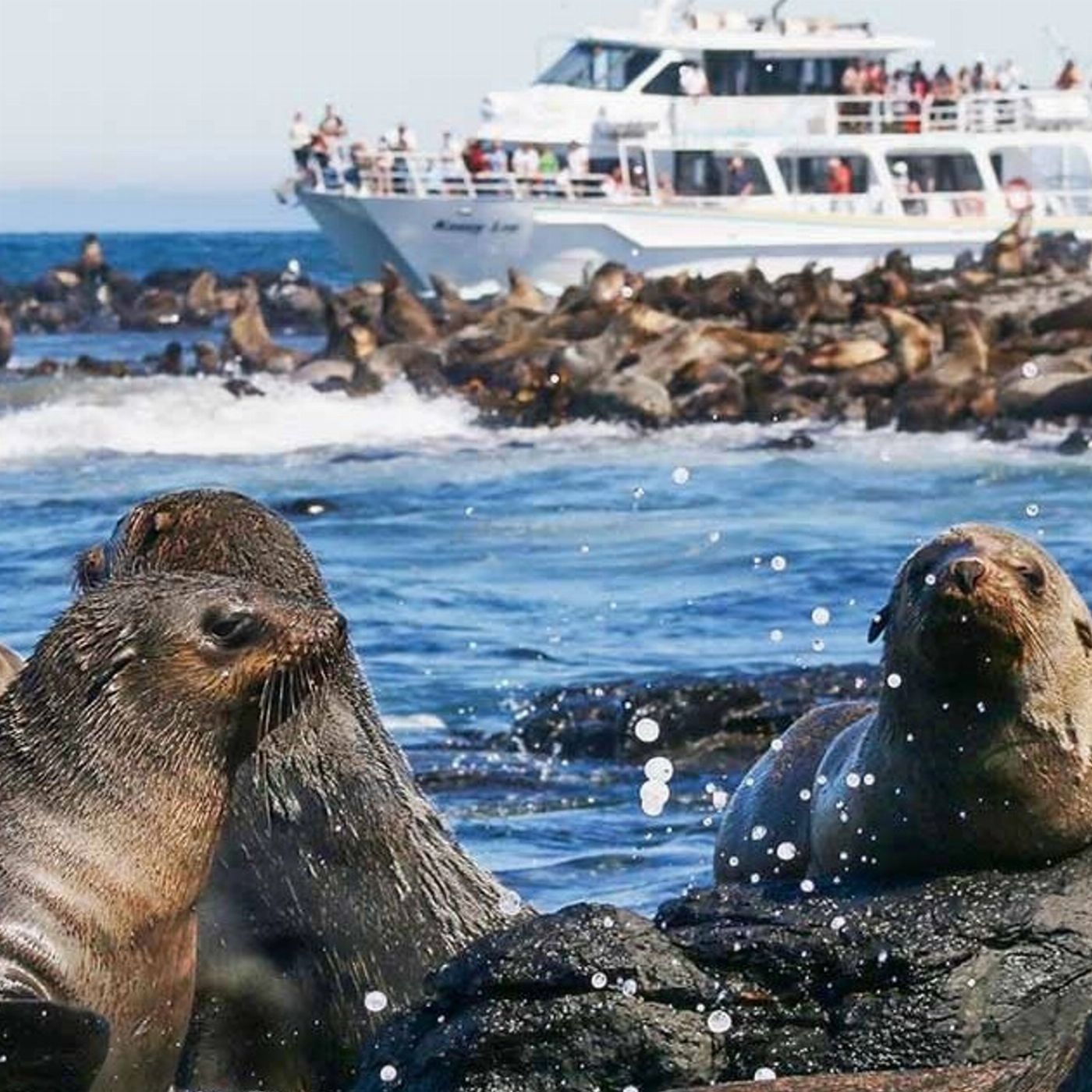 Wildlife Coast Cruises Phillip Island Seal Cruise