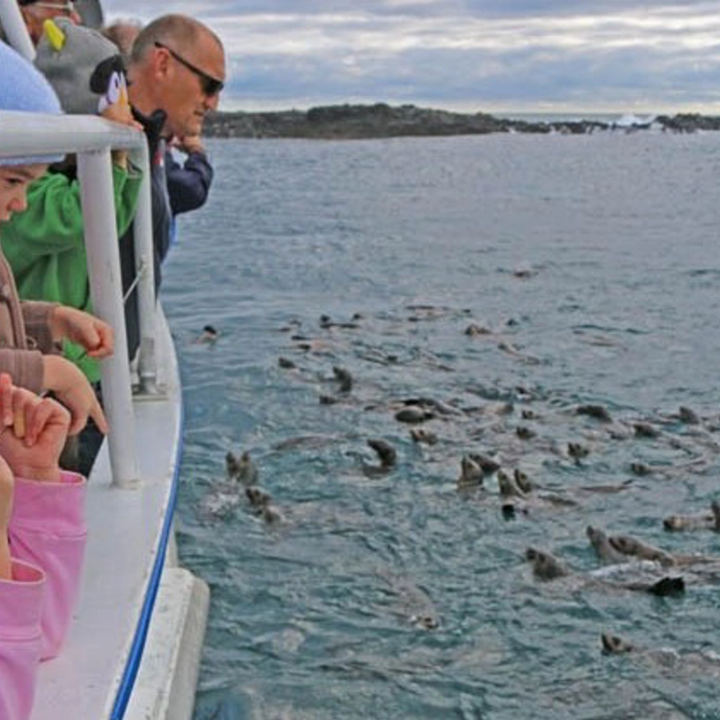 Wildlife Coast Cruises Phillip Island Seal Cruise