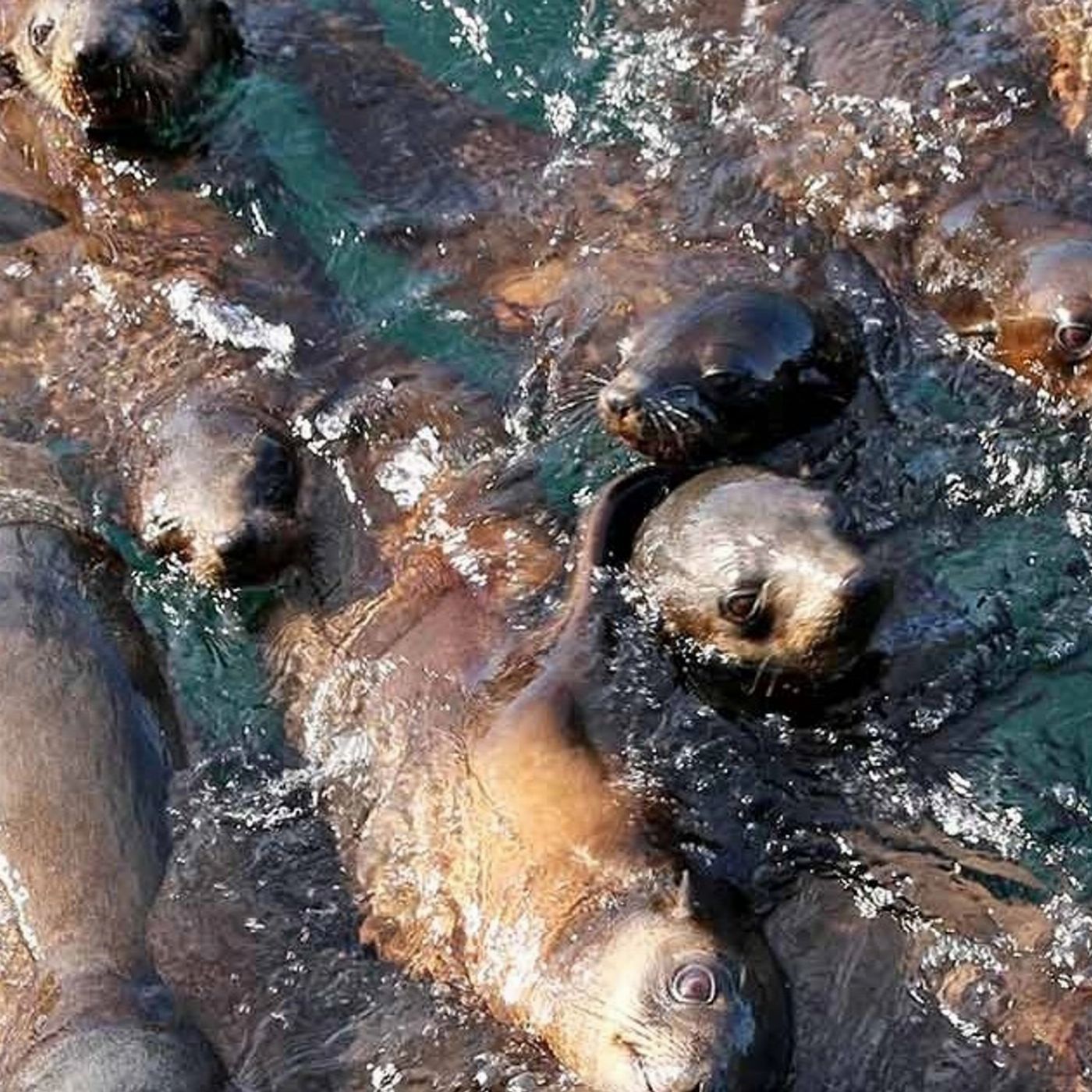 Wildlife Coast Cruises Phillip Island Seal Cruise