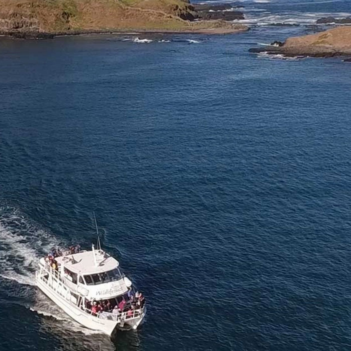 Wildlife Coast Cruises Phillip Island Seal Cruise