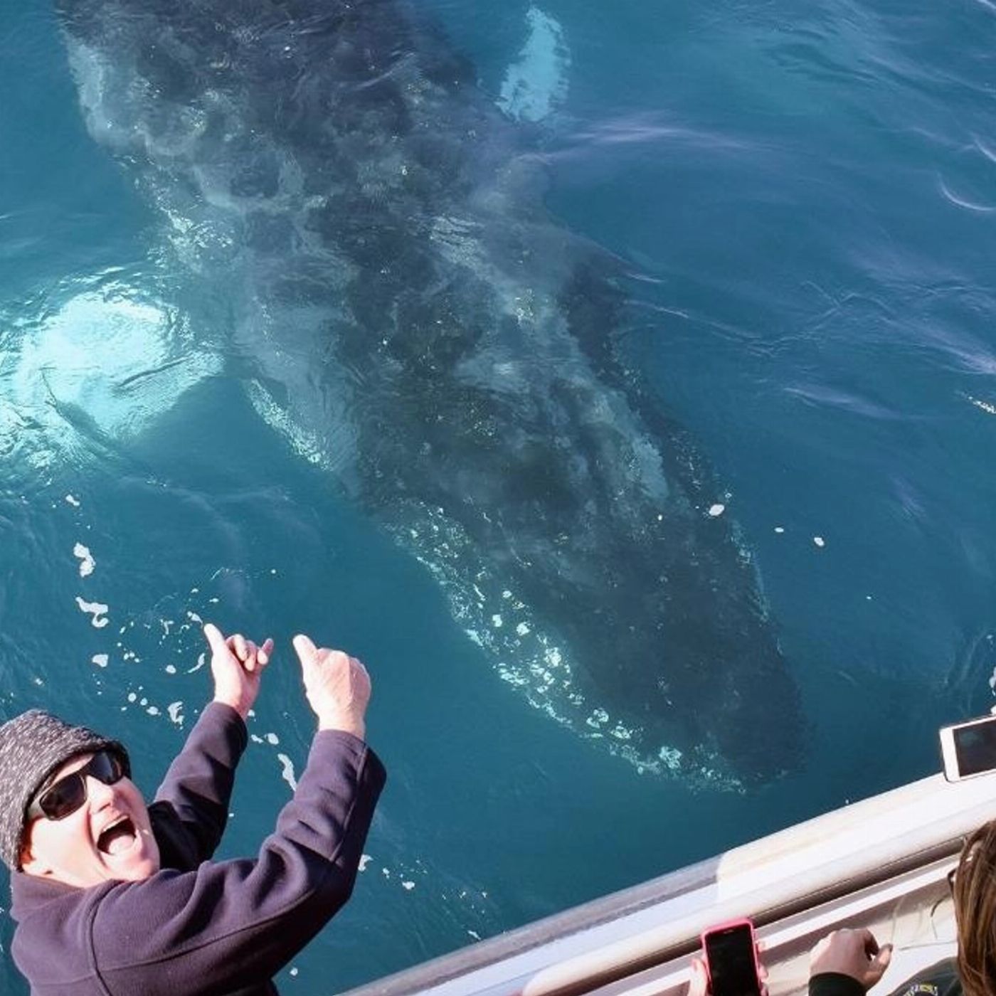 Wildlife Coast Cruises Wilsons Prom Whale Cruise
