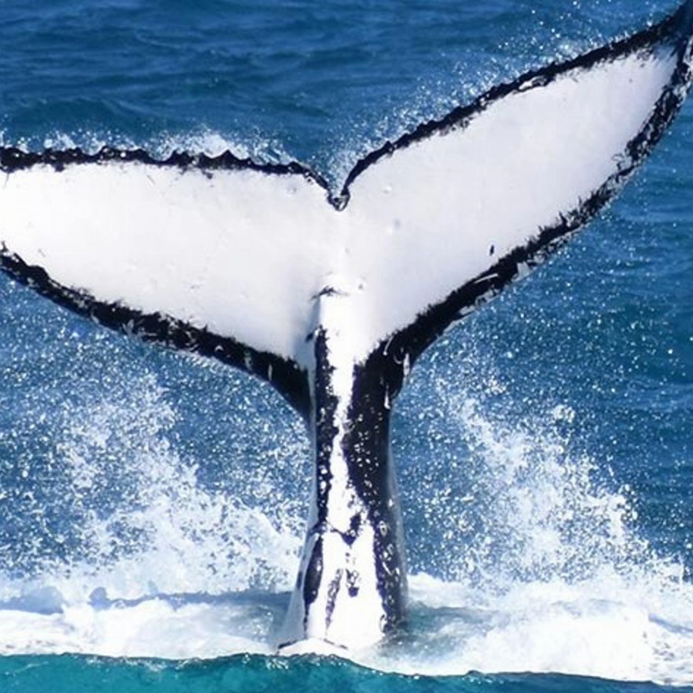 Wildlife Coast Cruises Wilsons Prom Whale Cruise
